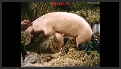 Two Girls Let a Horse Fuck Them